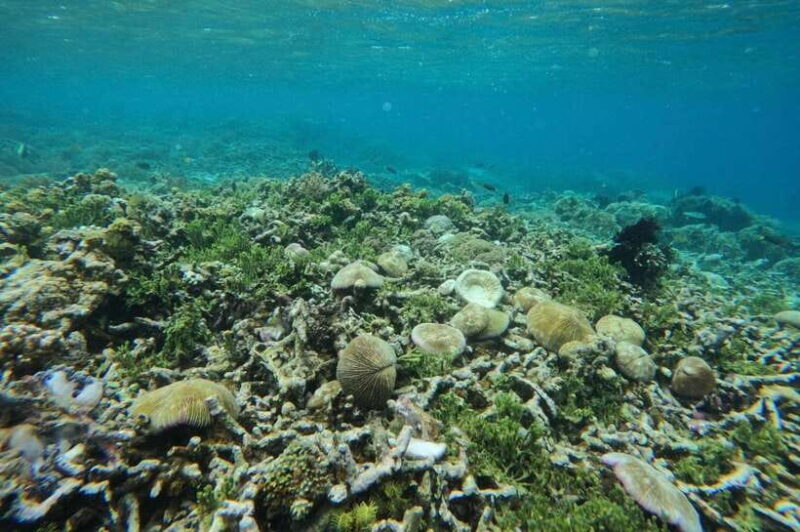 Private Snorkeling Gili Gede, GIli Asahan, Gili Goleng Tour - The Sum Up