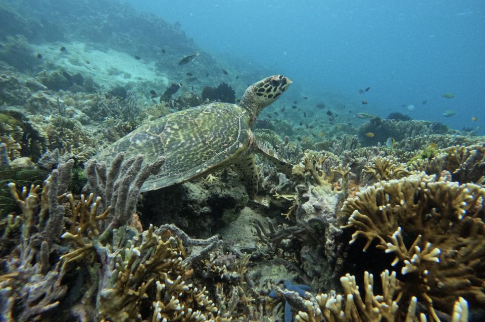 Private Snorkeling Gili Gede, Gili Asahan, Gili Goleng Tour - Exploring Gili Layar