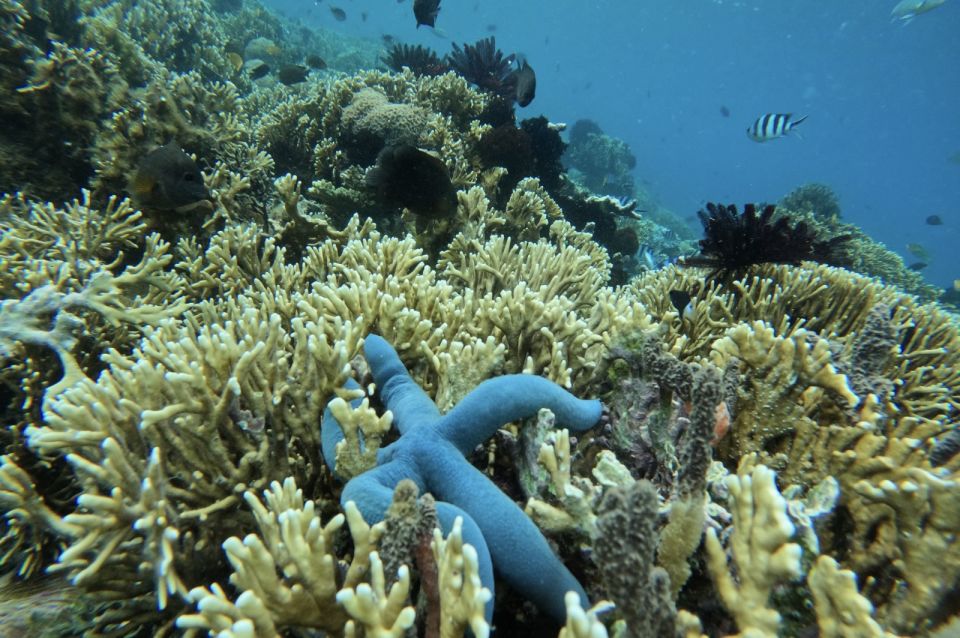 Private Snorkeling Gili Gede, Gili Asahan, Gili Goleng Tour - Frequently Asked Questions