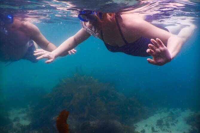 Private Snorkeling Tour In Sydney's Marine Reserve - Post-Snorkeling Options