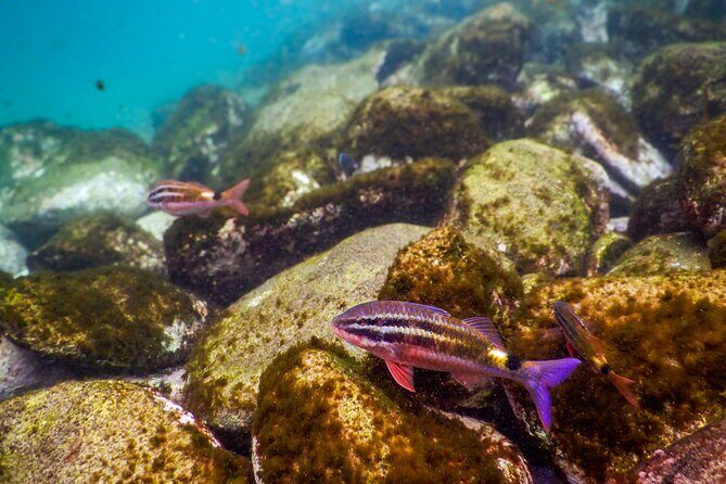 Private Snorkeling Tour In Sydney's Marine Reserve - Pricing and Value