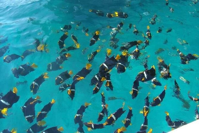 Private Snorkeling Tour to Los Arcos - Meeting and Pickup