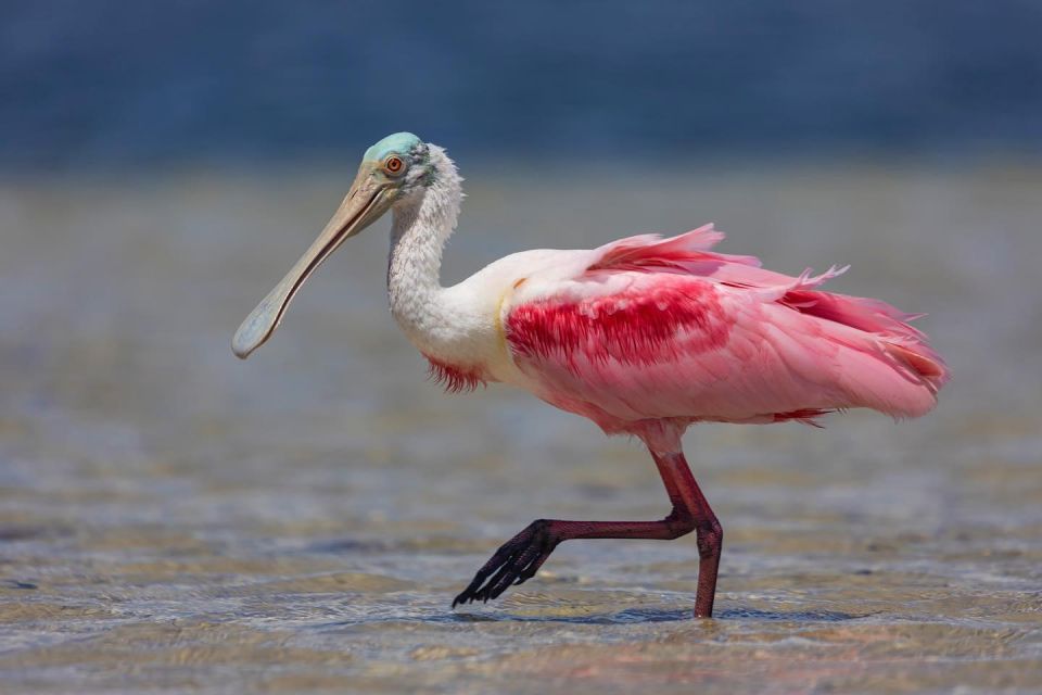 Private Snorkeling & Watersports- St Pete & St Pete Beach - Important Information