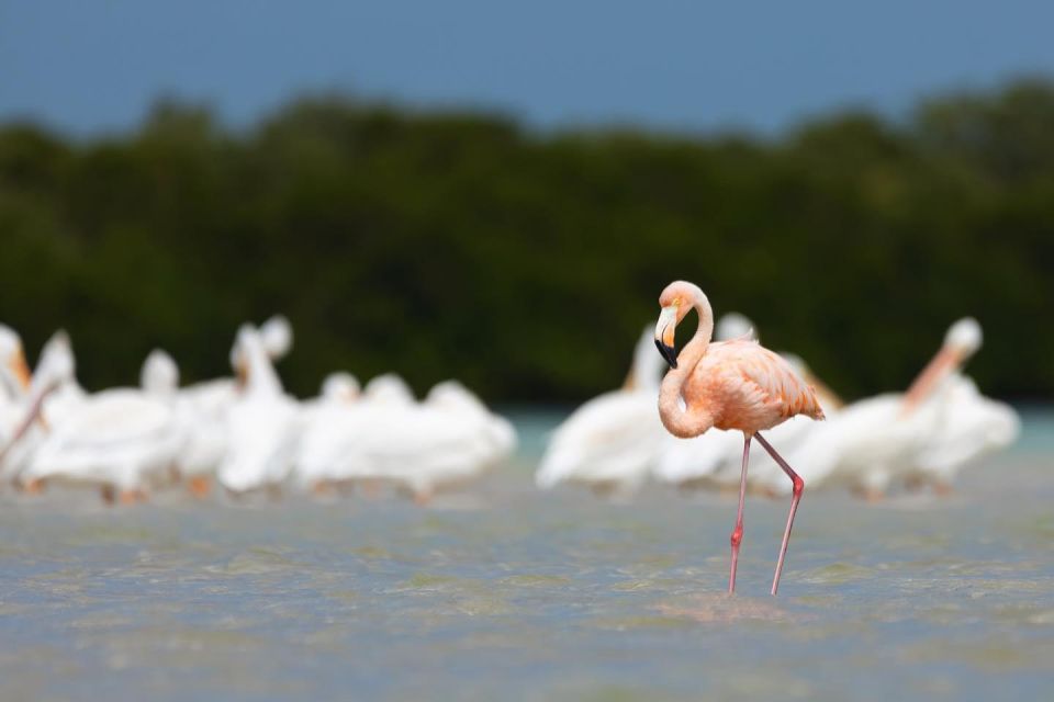 Private Snorkeling & Watersports- St Pete & St Pete Beach - Recap