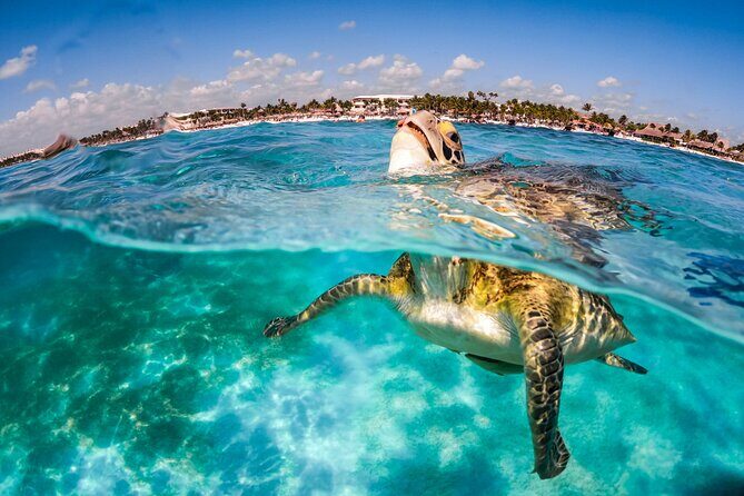 "Private Snorkeling with Turtles EN Akumal + Photos Included" - Who Will Love This Tour?