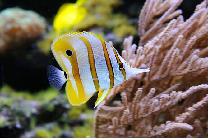 Private Snorkeling Yacht Tour in Cancun and Isla Mujeres - What Makes This Tour Stand Out