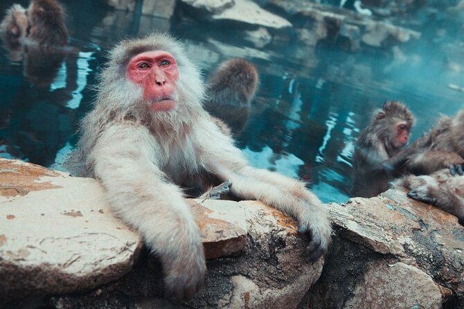 Private Snow Monkey Tour - Conveniently Resort Hop and Sightsee - Inclusions