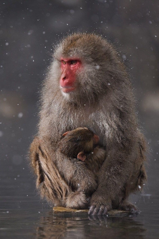 Private Snow Monkey Zenkoji Temple Sightseeing Day Tour - Jigokudani Monkey Park