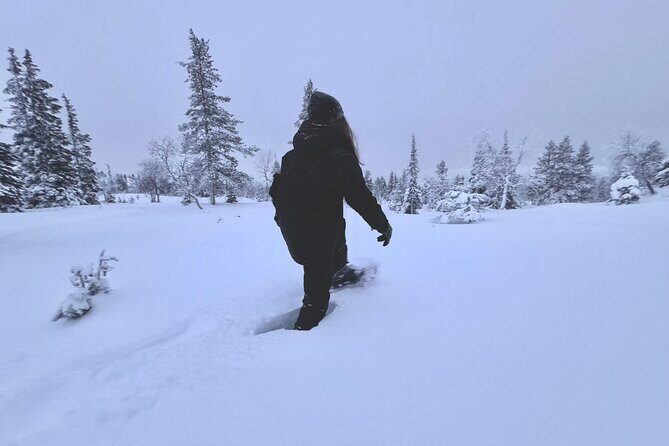 Private: Snowshoeing Safari in spectacular National Park - Key Points