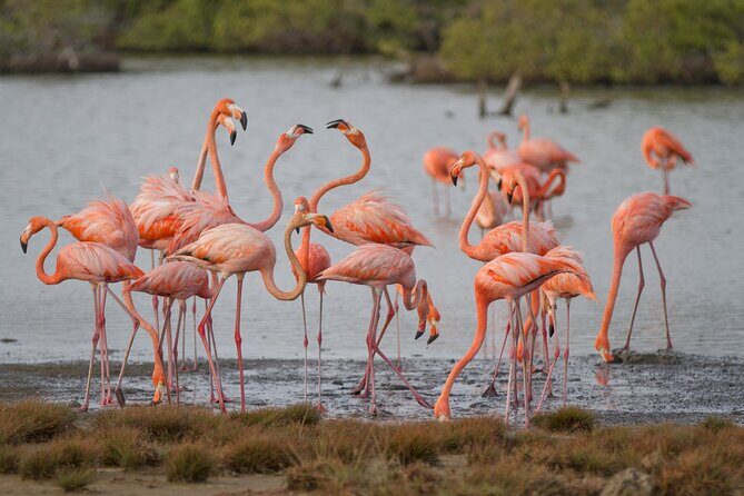 Private Southern Island Tour Including Family Photoshoot - An In-Depth Look at the Tour