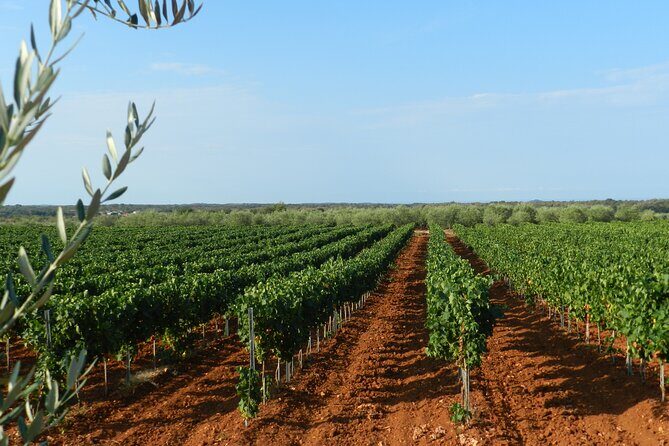 Private Sparkling Wine Tasting in Istria - The Sum Up: Is It Worth It?