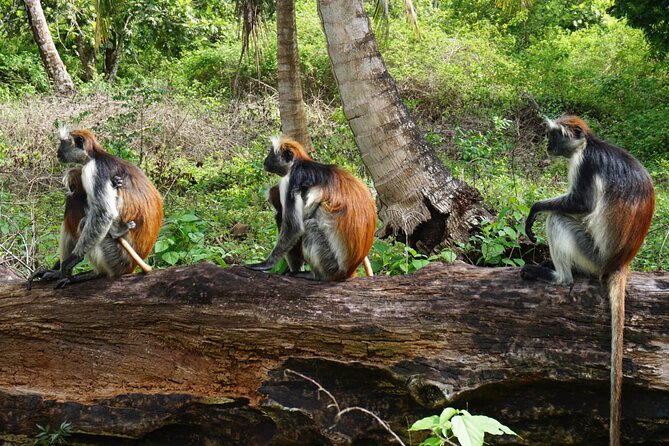 Private Stone Town & Spice Farm Tour - Additional Information
