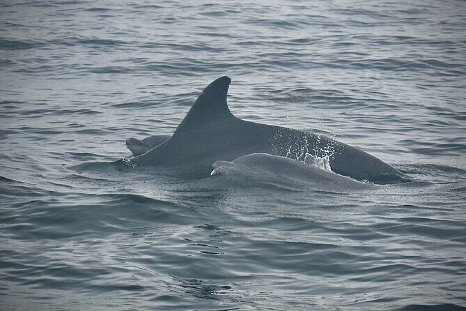 Private Sunset Boat Tour of Charleston Harbor - Who Should Consider This Tour?