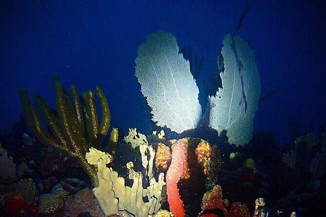 Private Sunset Charter + Guided Night Snorkeling in St Thomas - What to Expect from the Tour