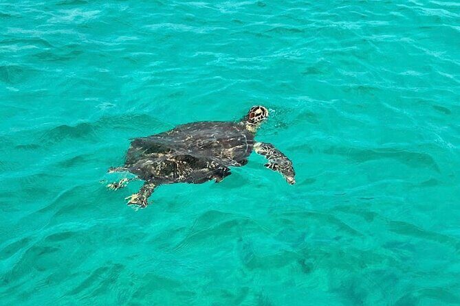 Private Sunset Dolphin Cruise Up to 16 Passengers - Final Thoughts