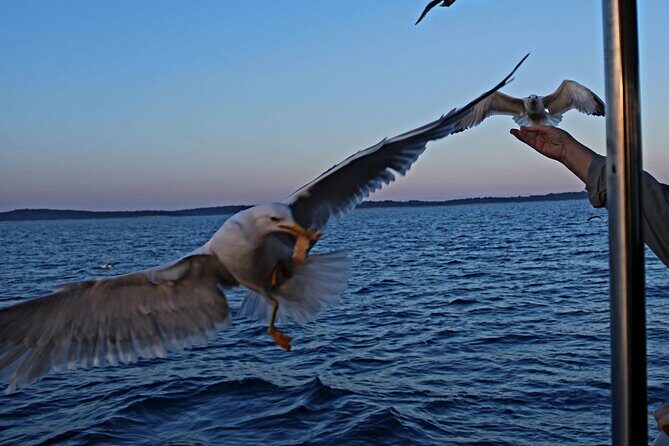 Private Sunset Dolphin Excursion with Dinner and Animation - Authentic Experiences and Guest Feedback