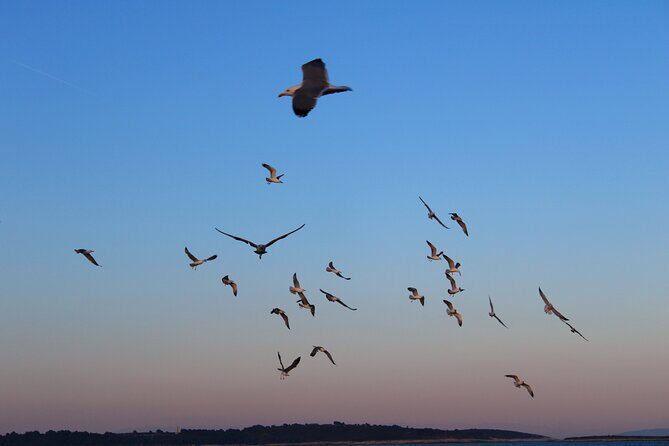 Private Sunset Dolphin Excursion with Dinner and Animation - Who Would Love This Experience?