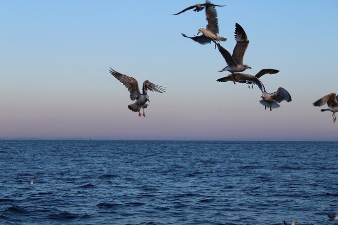 Private Sunset Dolphin Excursion with Dinner and Animation - The Sum Up: Is It Worth It?