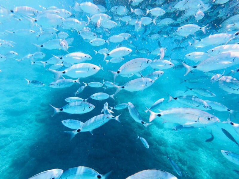Private Sunset Dolphin Excursion With Sandra Boat - Key Points