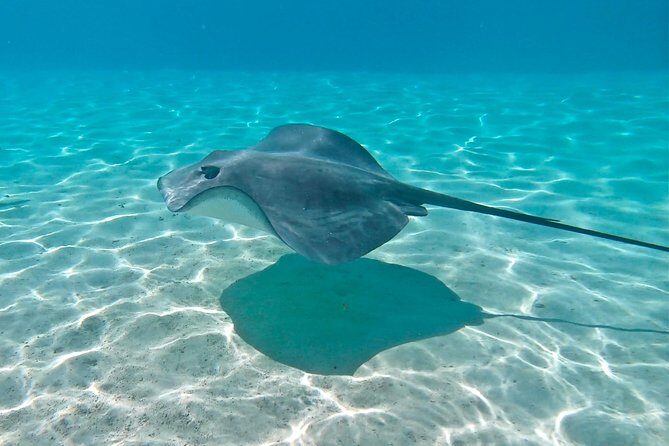 PRIVATE Sunset Tour: Moorea Snorkeling on a Catamaran named Taboo - Analyzing the Value