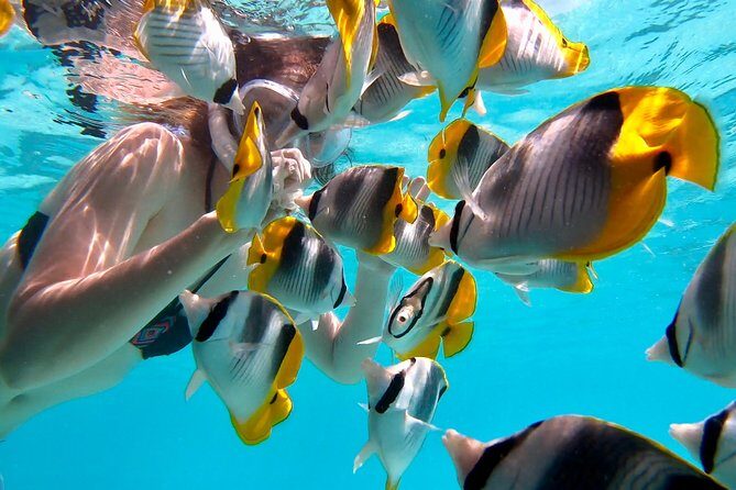 PRIVATE Sunset Tour: Moorea Snorkeling on a Catamaran named Taboo - Practical Details and Considerations