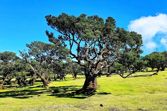 Private Sunset Tour With Food and Drinks in Fanal Forest - Culinary Delights and Beverages