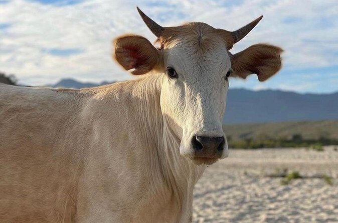 Private Surf Expedition in Baja, East Cape - Who Should Consider This?