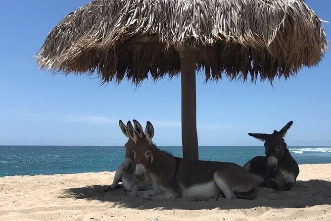 Private Surf Lesson in Baja, East Cape - An In-Depth Look at the Baja Private Surf Lesson