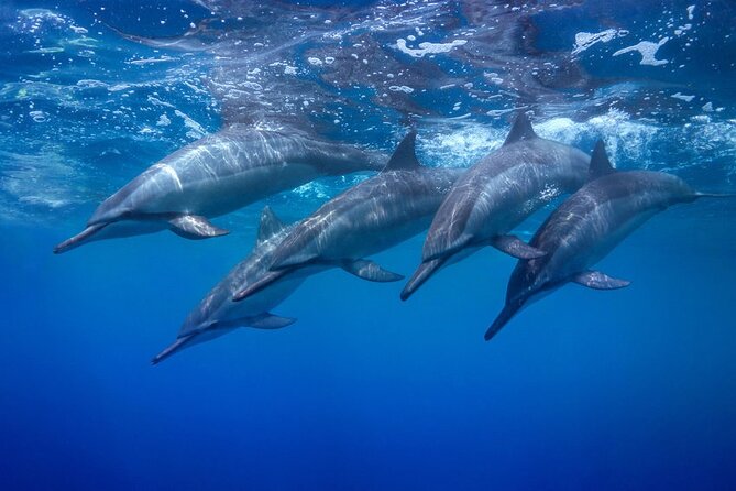 Private Swim and Sail Charter (Kewalo Harbor) - Tips for a Memorable Experience
