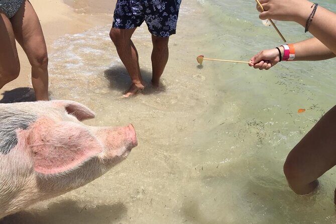 Private Swim With Pigs and Snorkeling in Paradise Tour - Frequently Asked Questions