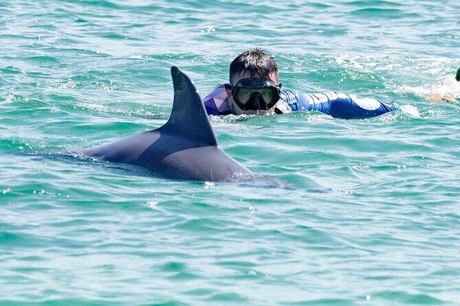 Private Swimming with Dolphins in Panama City Beach Florida - Key Points