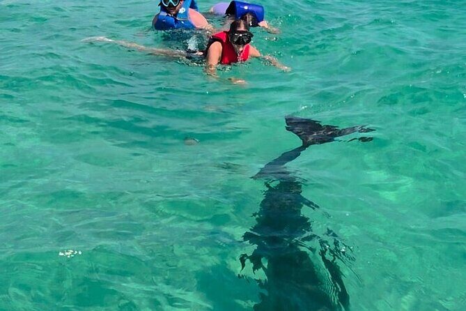 Private Swimming with Dolphins in Panama City Beach Florida - FAQ