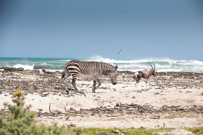 Private Table Mountain Penguins & Cape Point Tour From Cape Town - Pickup and Transportation