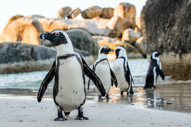 Private Table Mountain Penguins & Cape Point Tour From Cape Town - Tour Experience Details