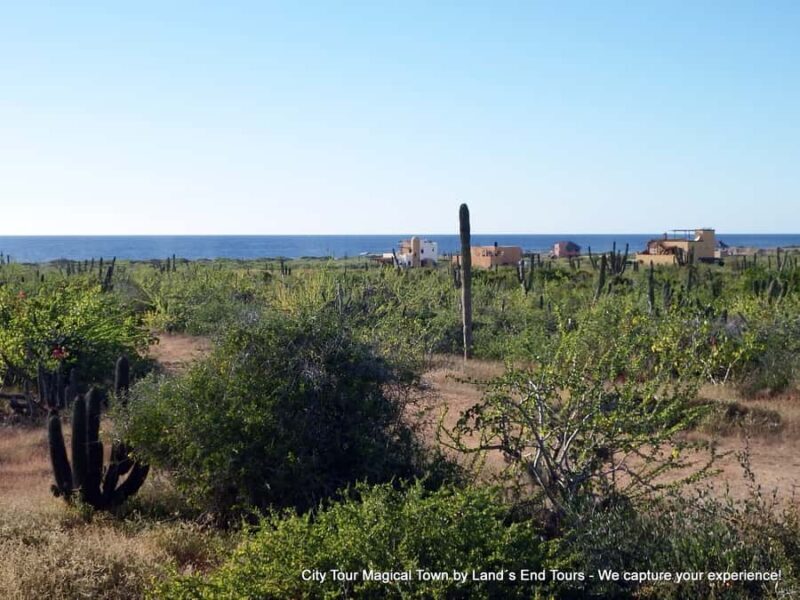 Private Tailor-Made Tour Todos Santos - Key Points
