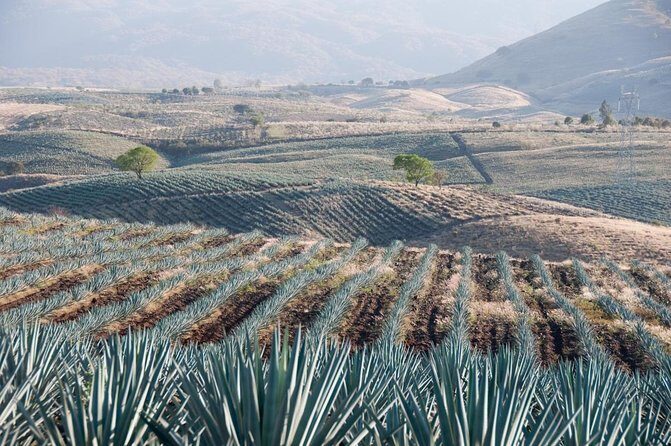 Private Tasting Tour Hacienda de Oro, Amatitan Jalisco - Key Points