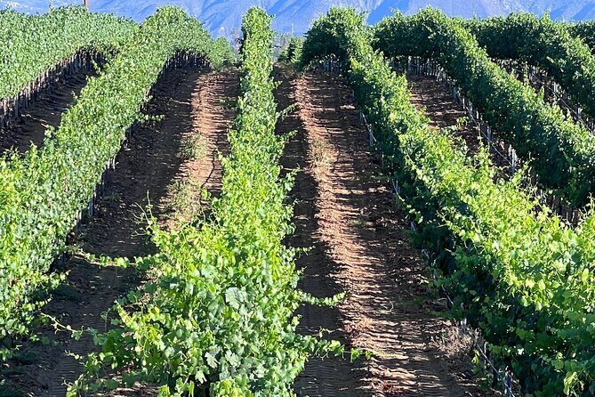 Private Temecula Wine Tour from Canyon Lake - Practical Considerations