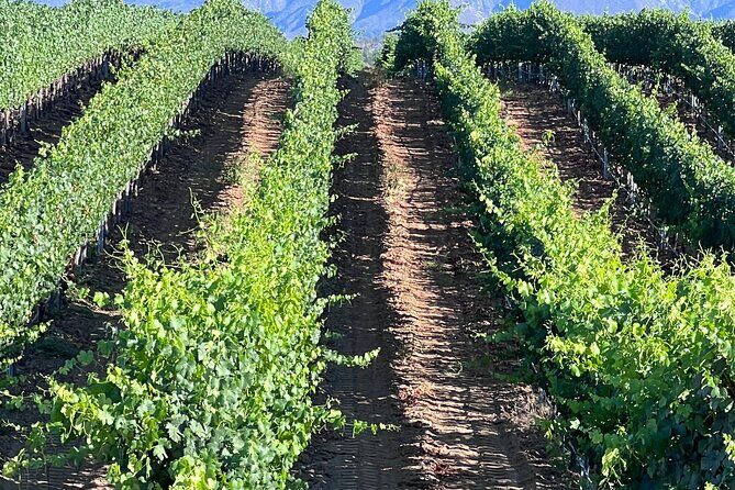 Private Temecula Wine Tour from Murrieta - FAQ