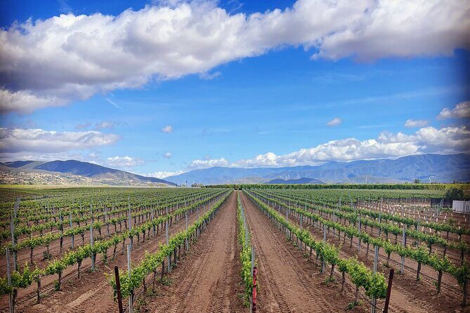 Private Temecula Wine Tour - Lake Elsinore - An In-Depth Look at the Experience