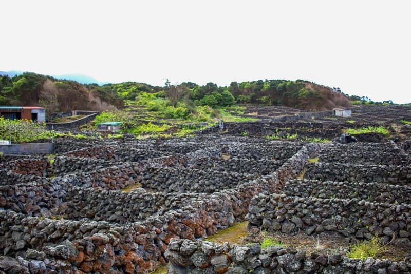 Private Terceira Island Caves: Lava Route - entrances & wine - Who Will Enjoy This Tour?