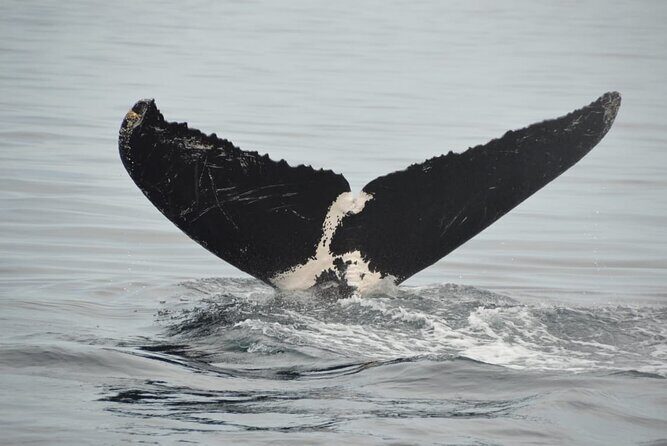 Private Tour 3 Hours of Whale Watching - Key Points