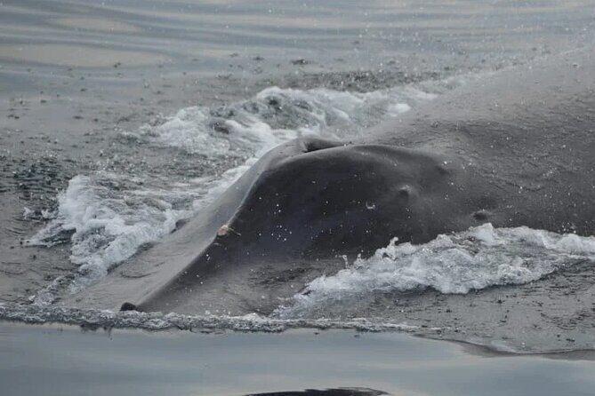 Private Tour 3 Hours of Whale Watching - What Makes This Tour Stand Out?
