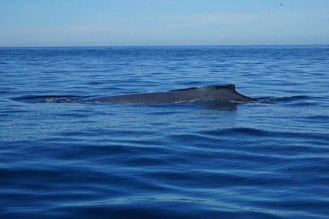 Private Tour 3 Hours of Whale Watching - Value and Pricing