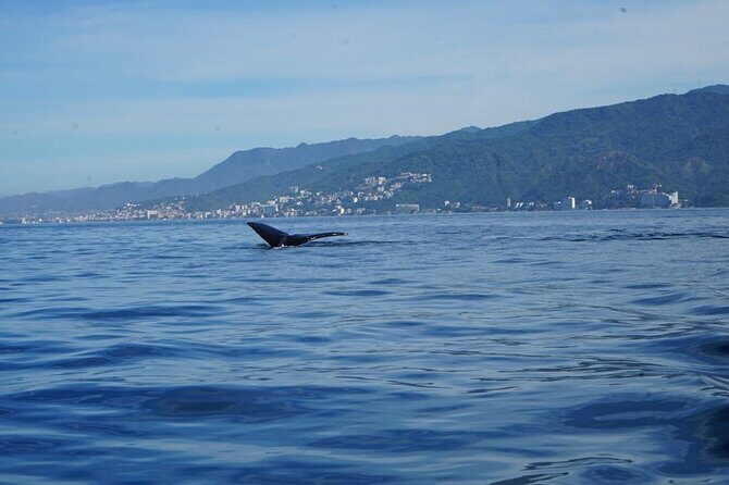 Private Tour 3 Hours of Whale Watching - Practical Details: What You Should Know