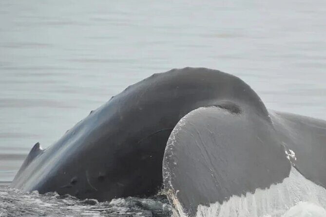 Private Tour 3 Hours of Whale Watching - Who Is This Tour Best For?