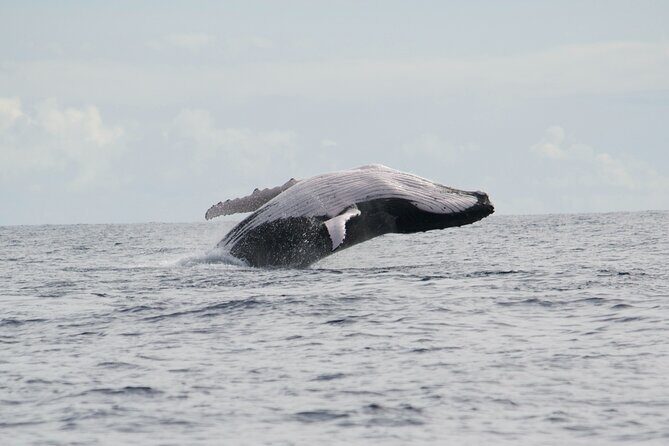 Private Tour 4h Whale watching quiet area peninsula Tahiti - Exploring Tahiti’s Quiet Peninsula: What the Tour Offers