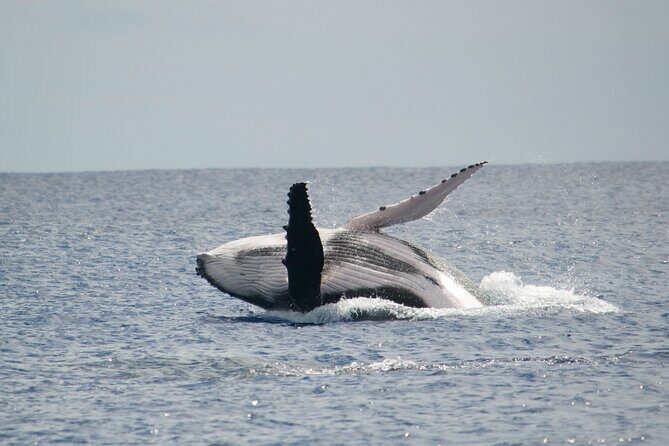 Private Tour 4h Whale watching quiet area peninsula Tahiti - The Experience from a Traveler’s Perspective