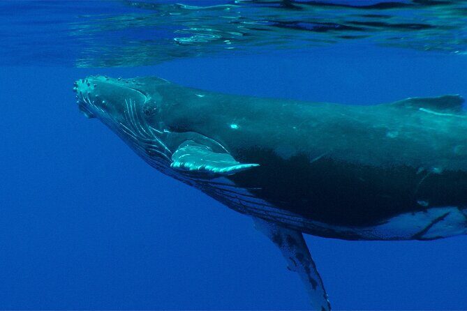 Private Tour 4h Whale watching quiet area peninsula Tahiti - FAQs About the Tahiti Whale-Watching Private Tour