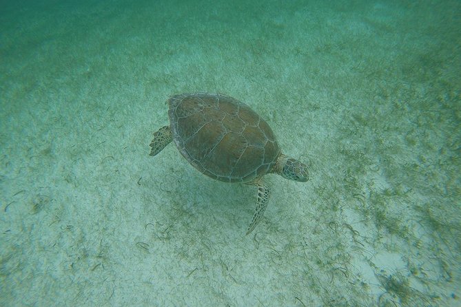 Private Tour: Akumal Marine Turtle Snorkeling and Cenote Adventure - Additional Information