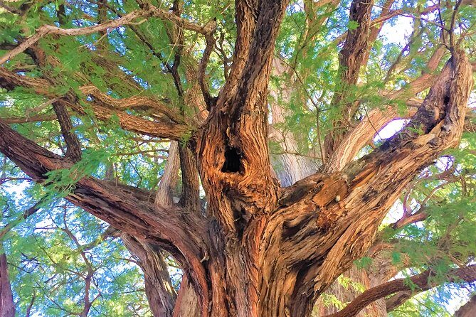 Private Tour, all inclusive: Tlacochahuaya, Mezcal, Teotitlán del Valle - Final Thoughts